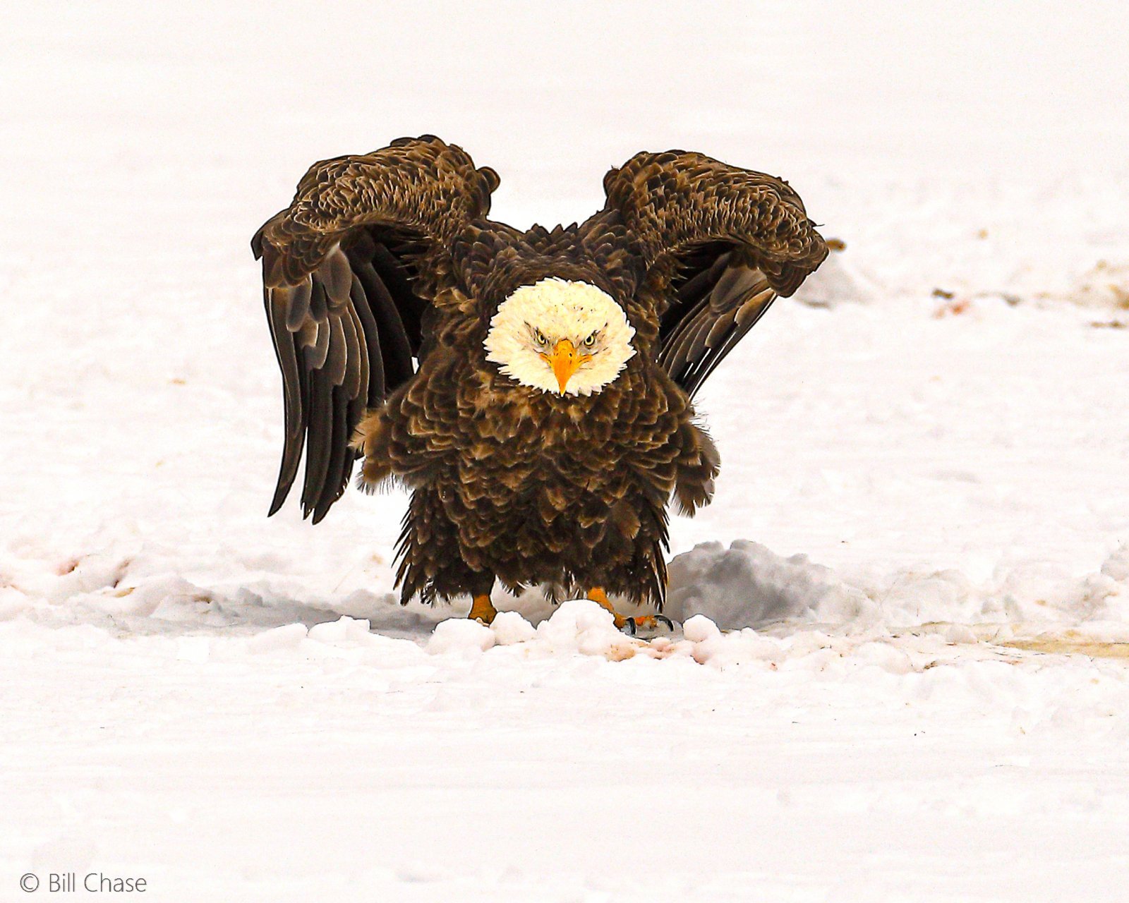 Bald Eagle