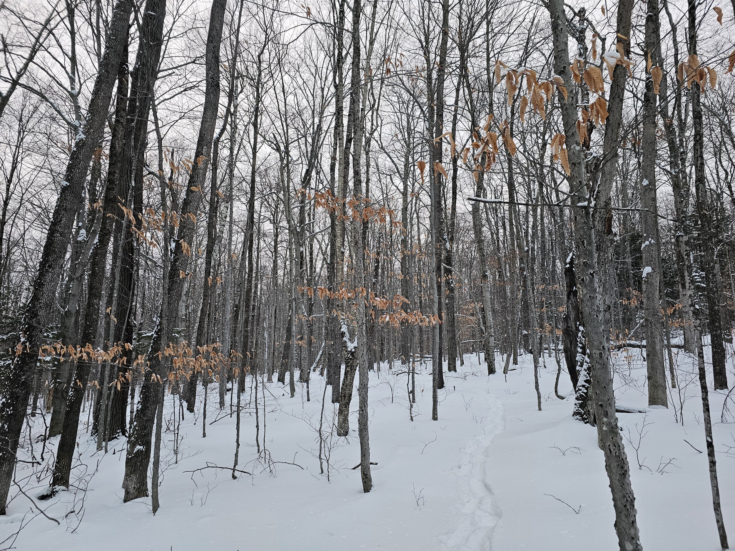 snowshoe tracks