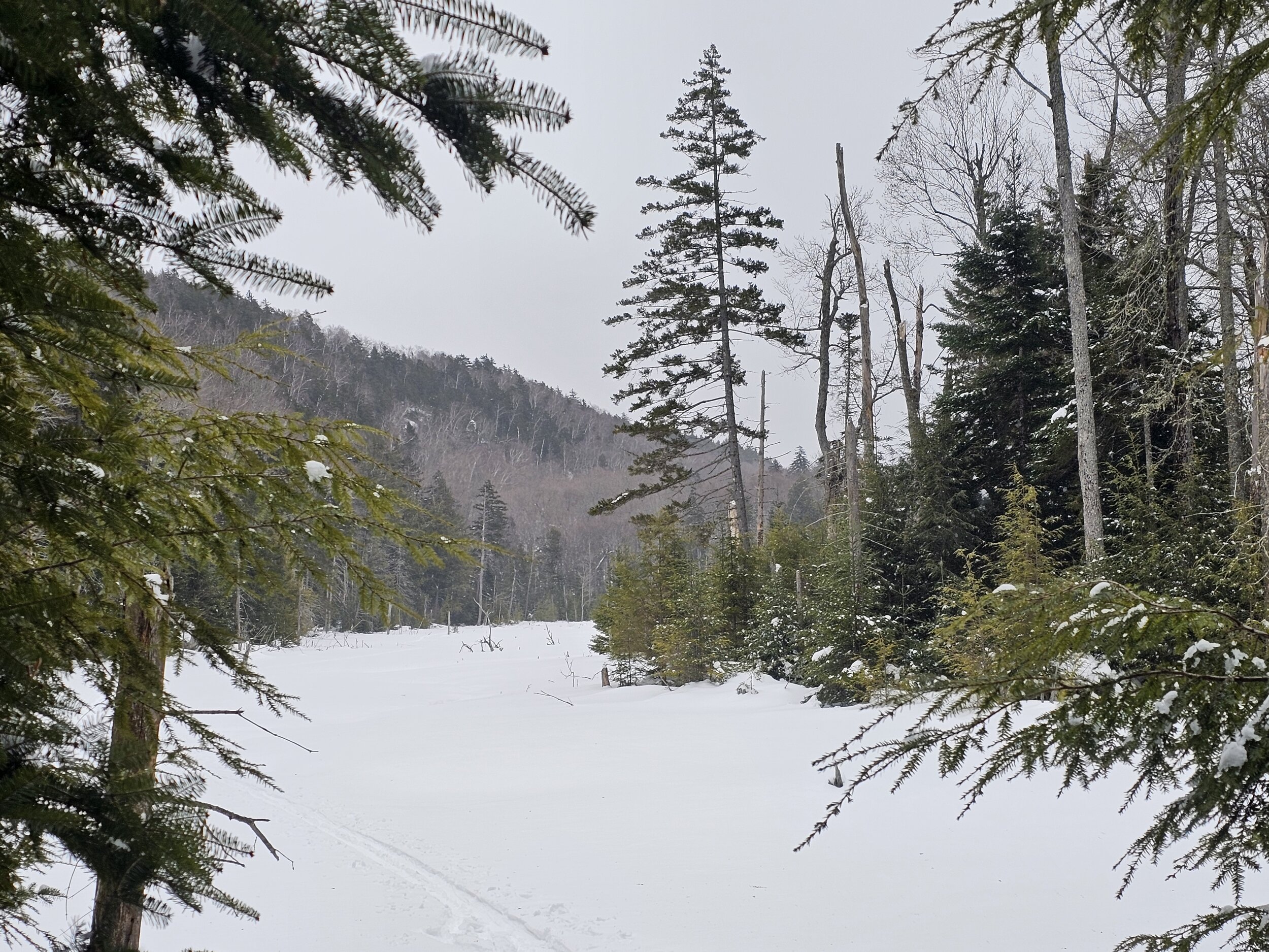 Upper Beaver Meadow