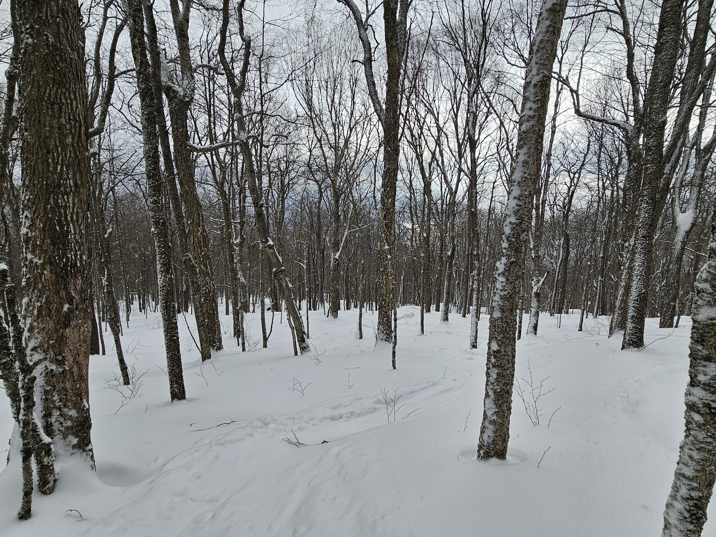 Plattekill trees