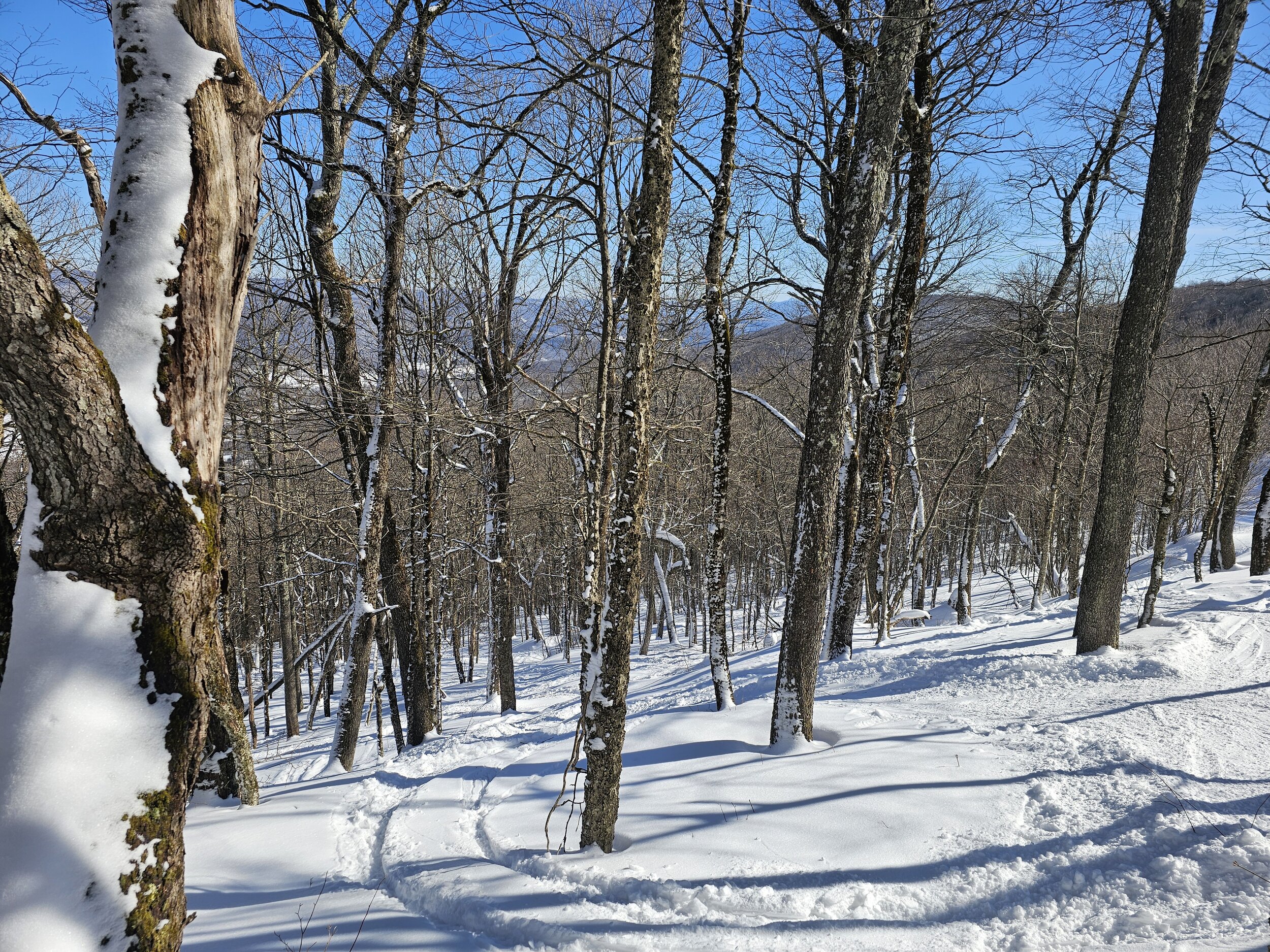 Cat Track Trees