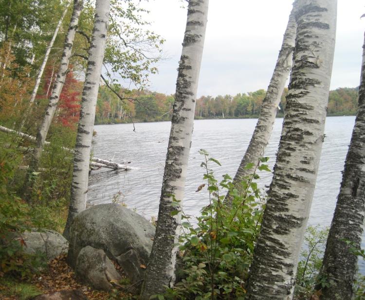 13-Lake-Birches.jpg