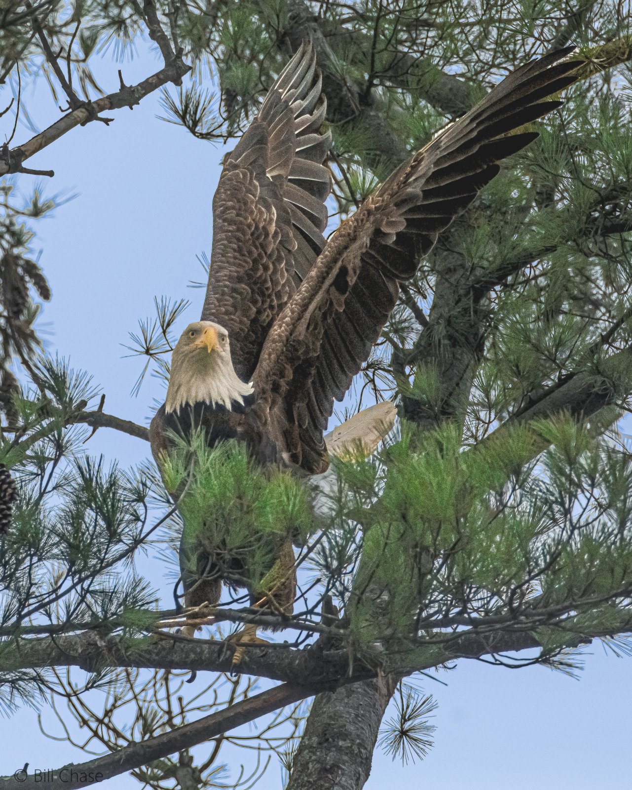 Bald Eagle