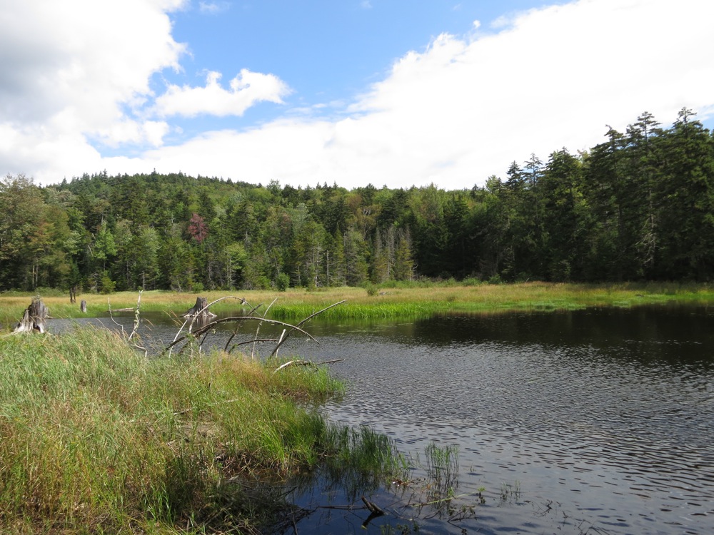 Beaver-Swamp.jpg