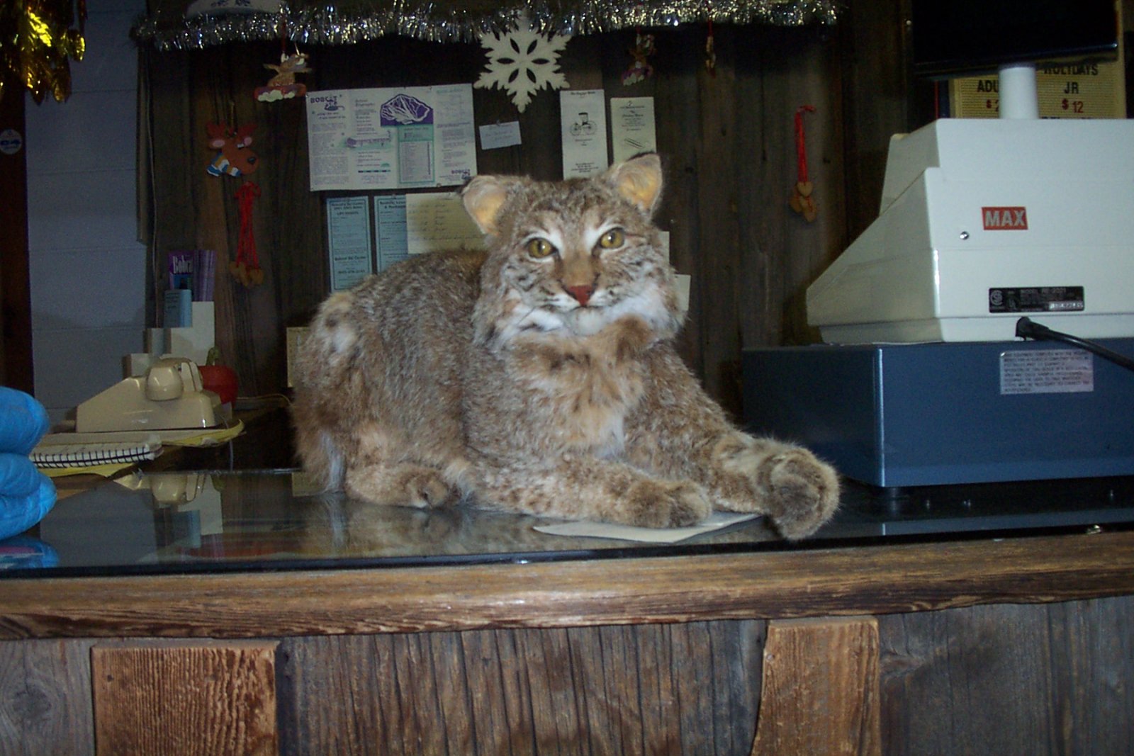 bobcat 11.jpg