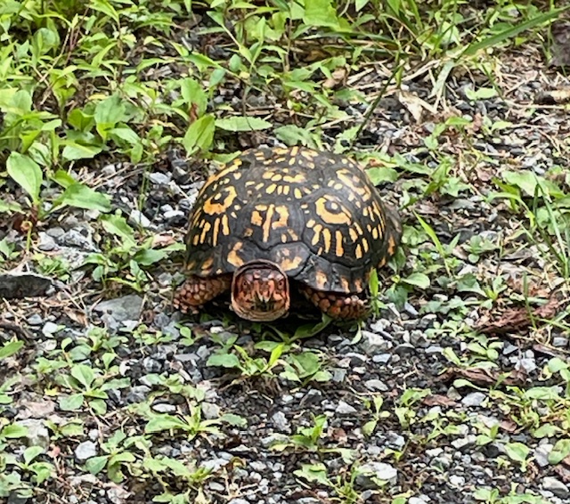 Box Turtle (2).jpg