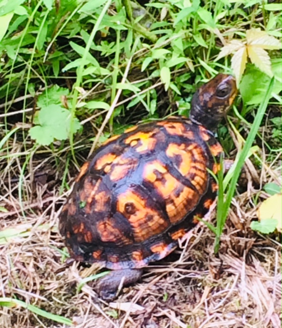 Box Turtle.jpg