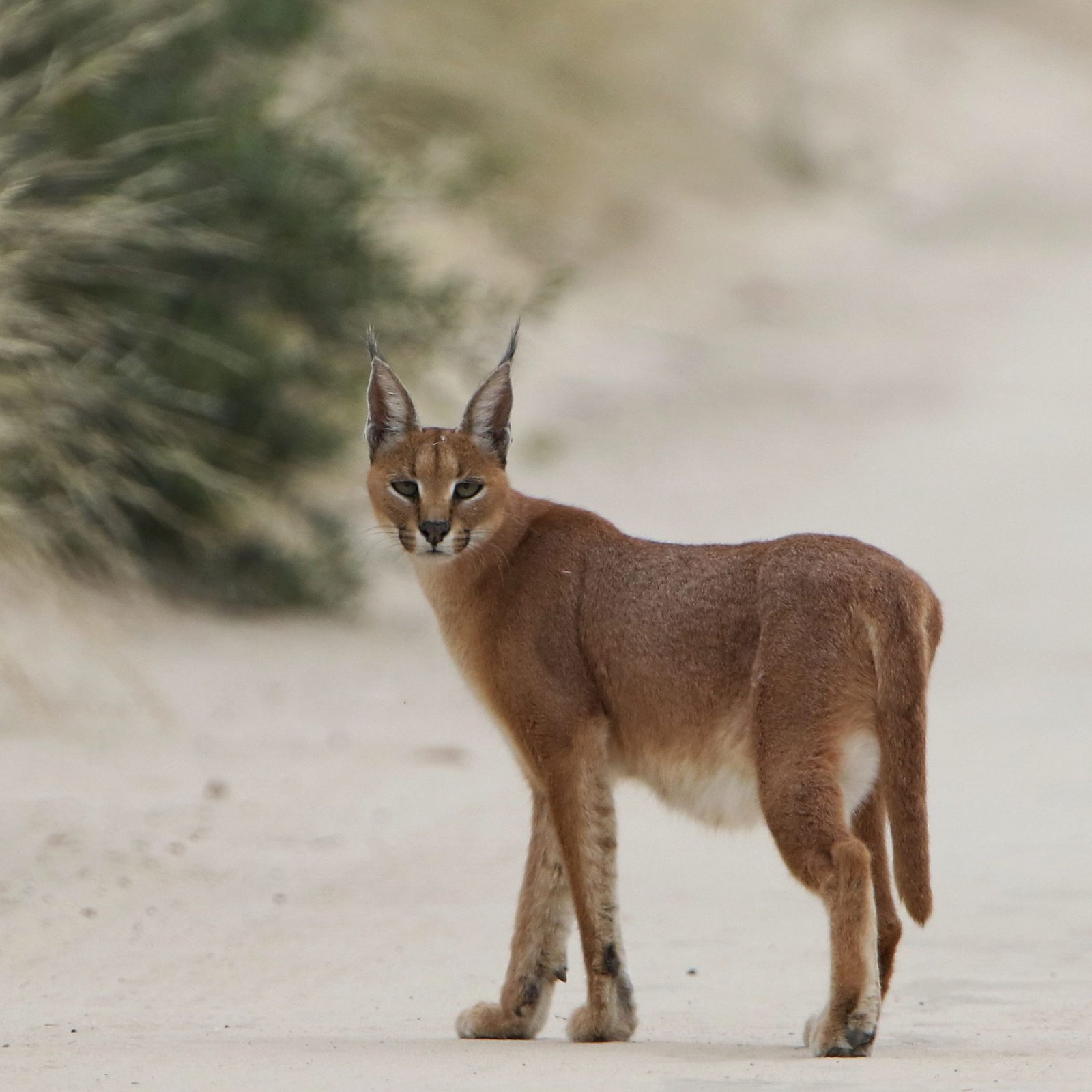 Caracal.jpg