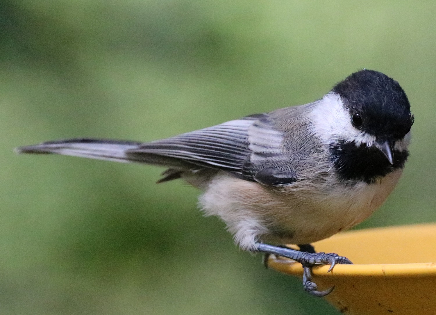 Chickadee.JPG