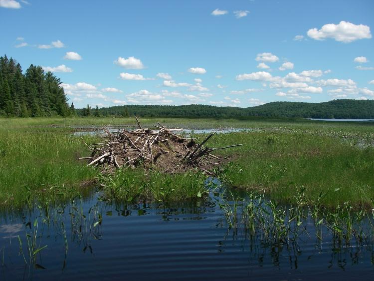 closeup_beaver_house.jpg