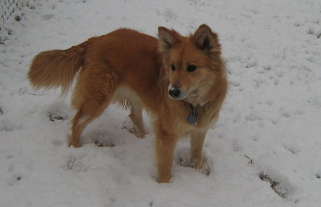 Foxy snow 2.jpg