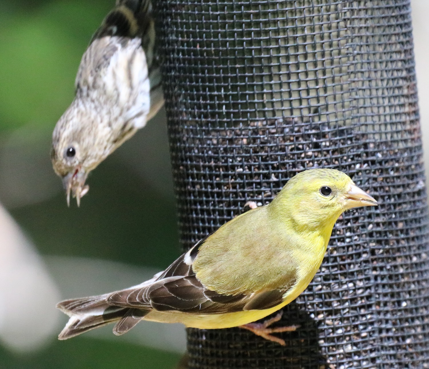 Goldfinch2.JPG