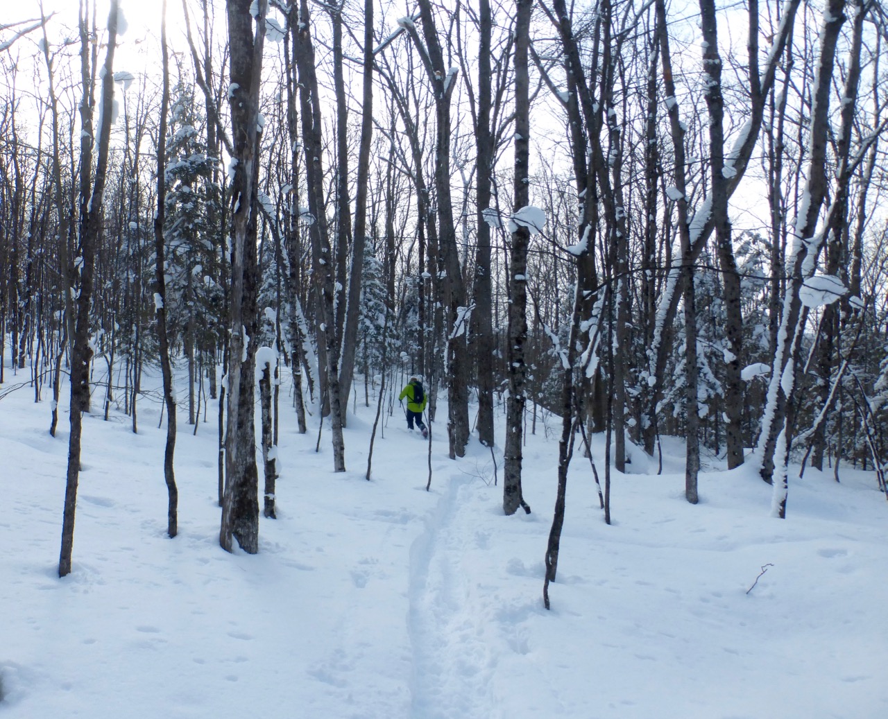 Green guy in the woods.jpg