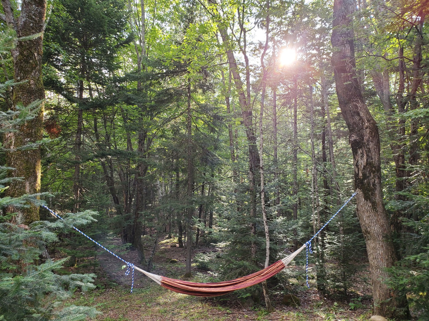 hammock - 1 (1).jpg