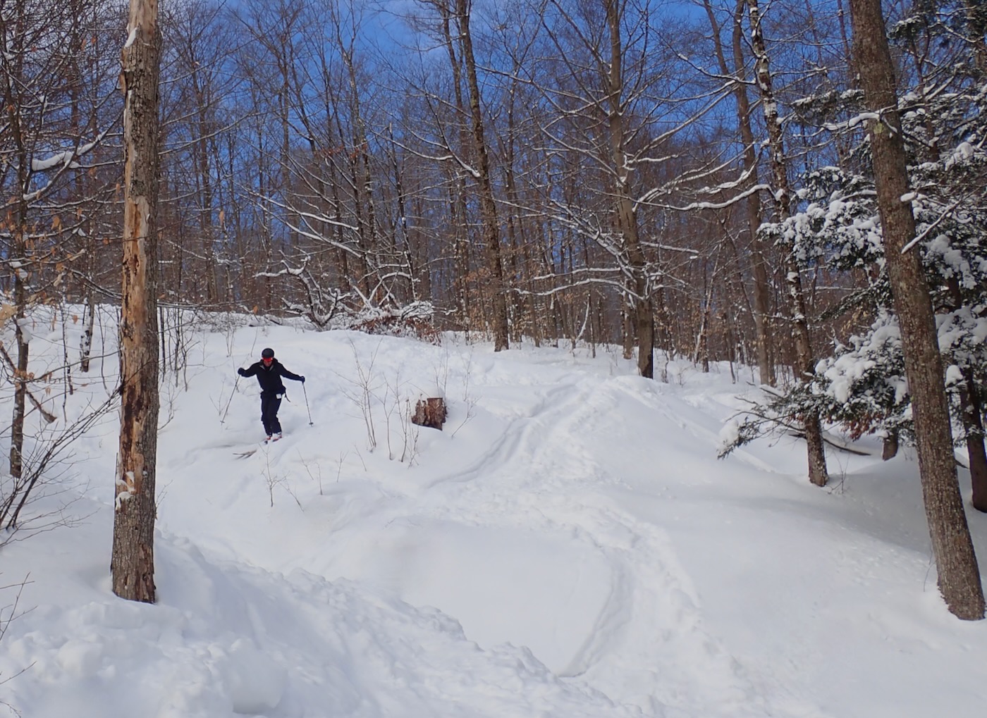 harv-in-the-woods