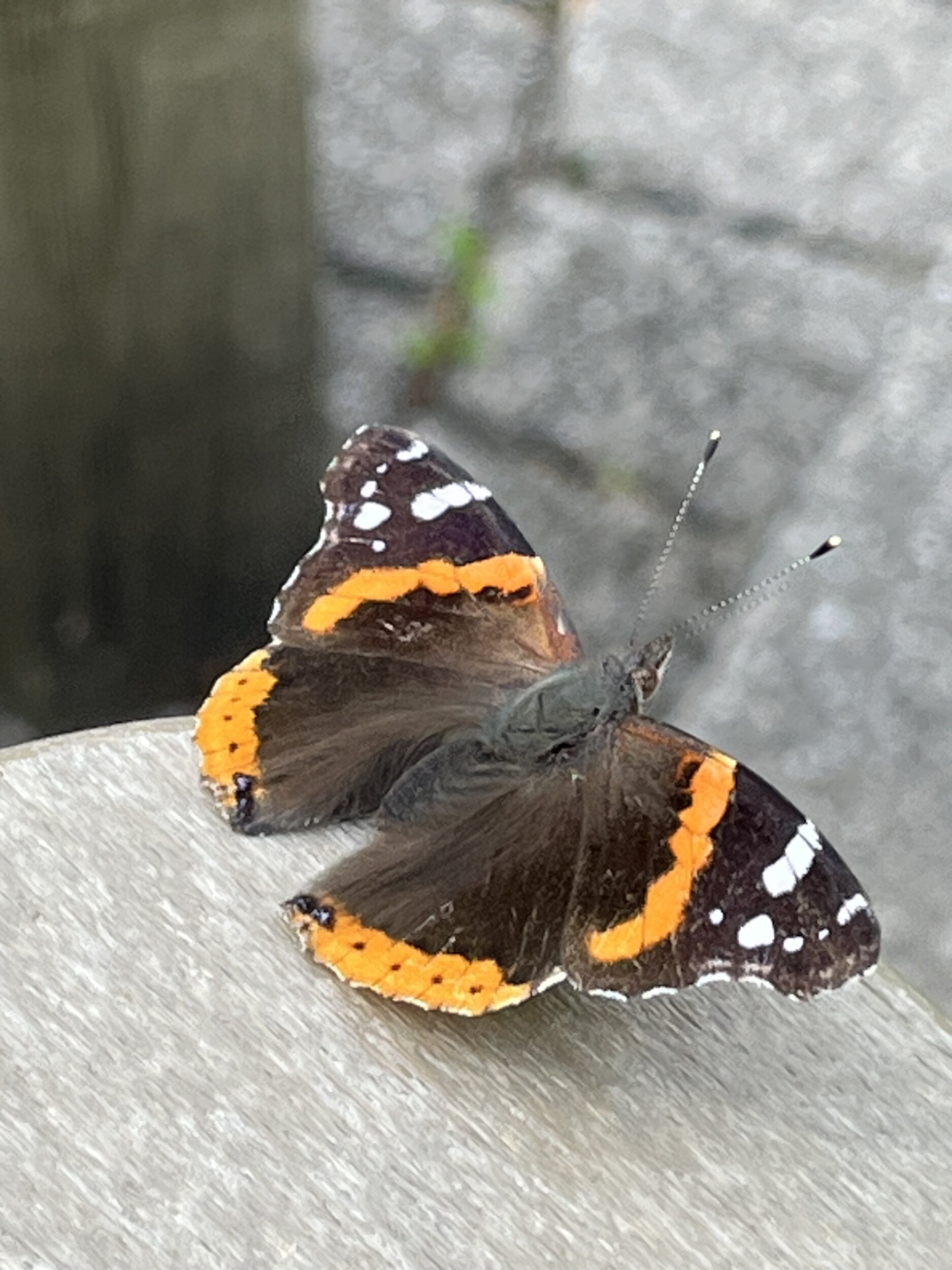IMG_0057.jpeg