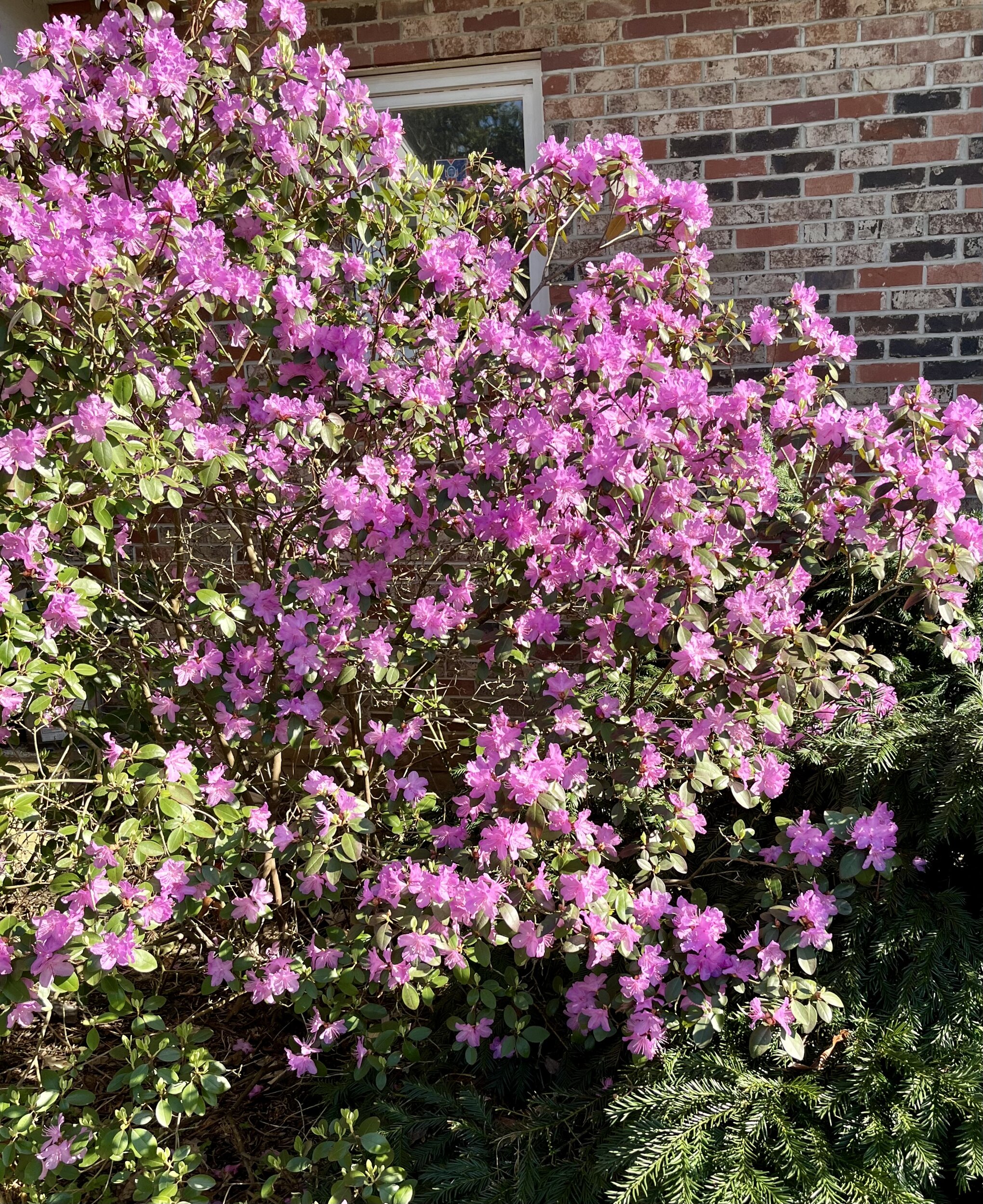 IMG_1217.jpeg