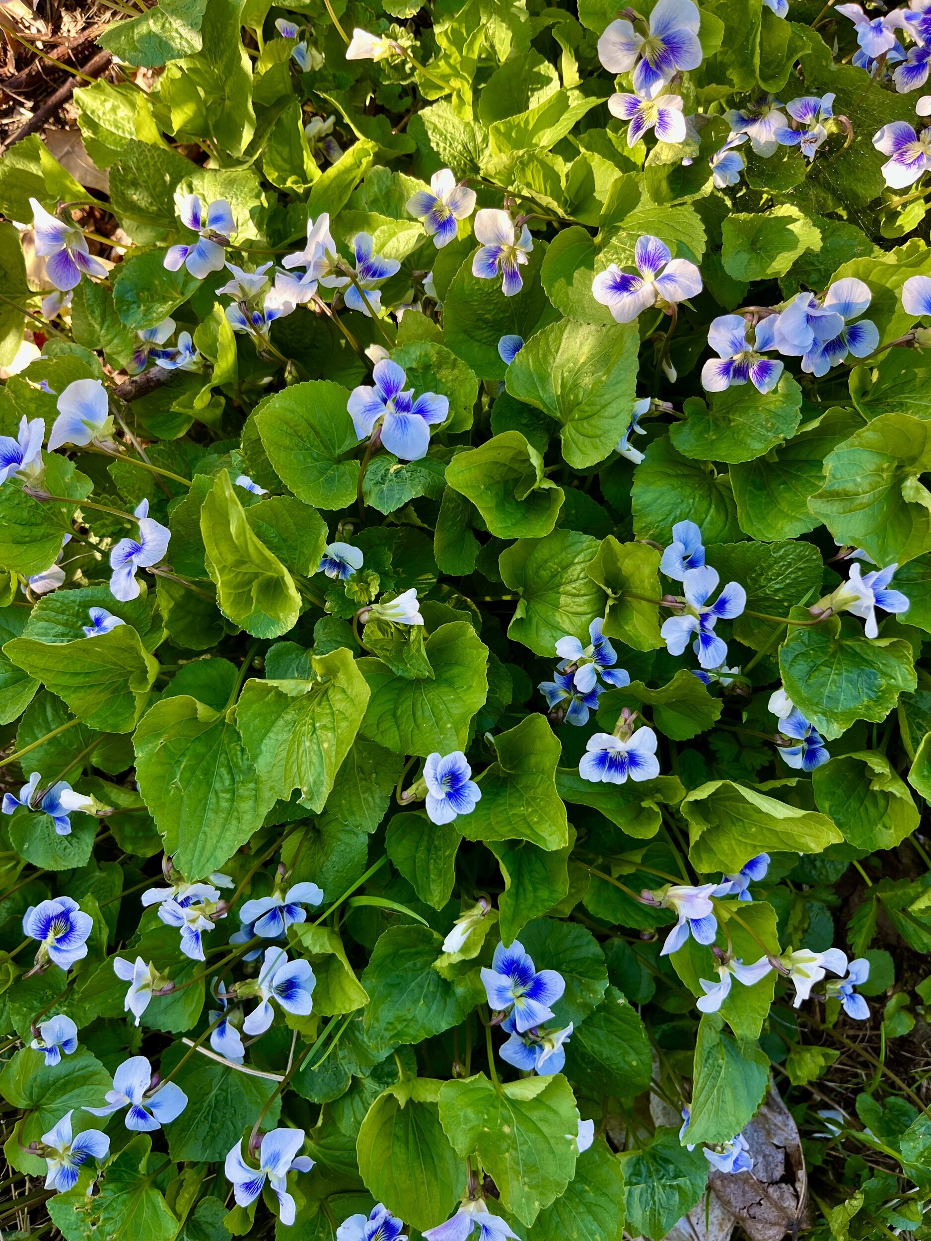IMG_1218.jpeg