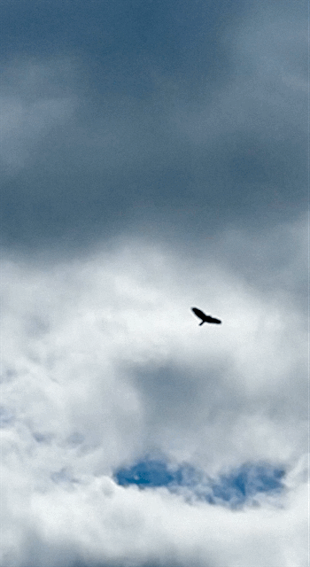 IMG_1253.gif