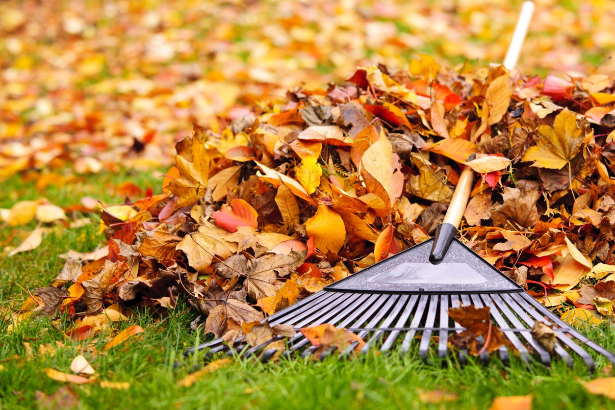 leaf-rake.jpg