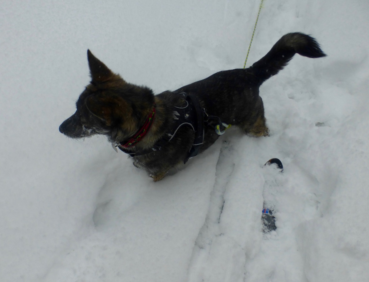 Moira checking snow depth.jpg