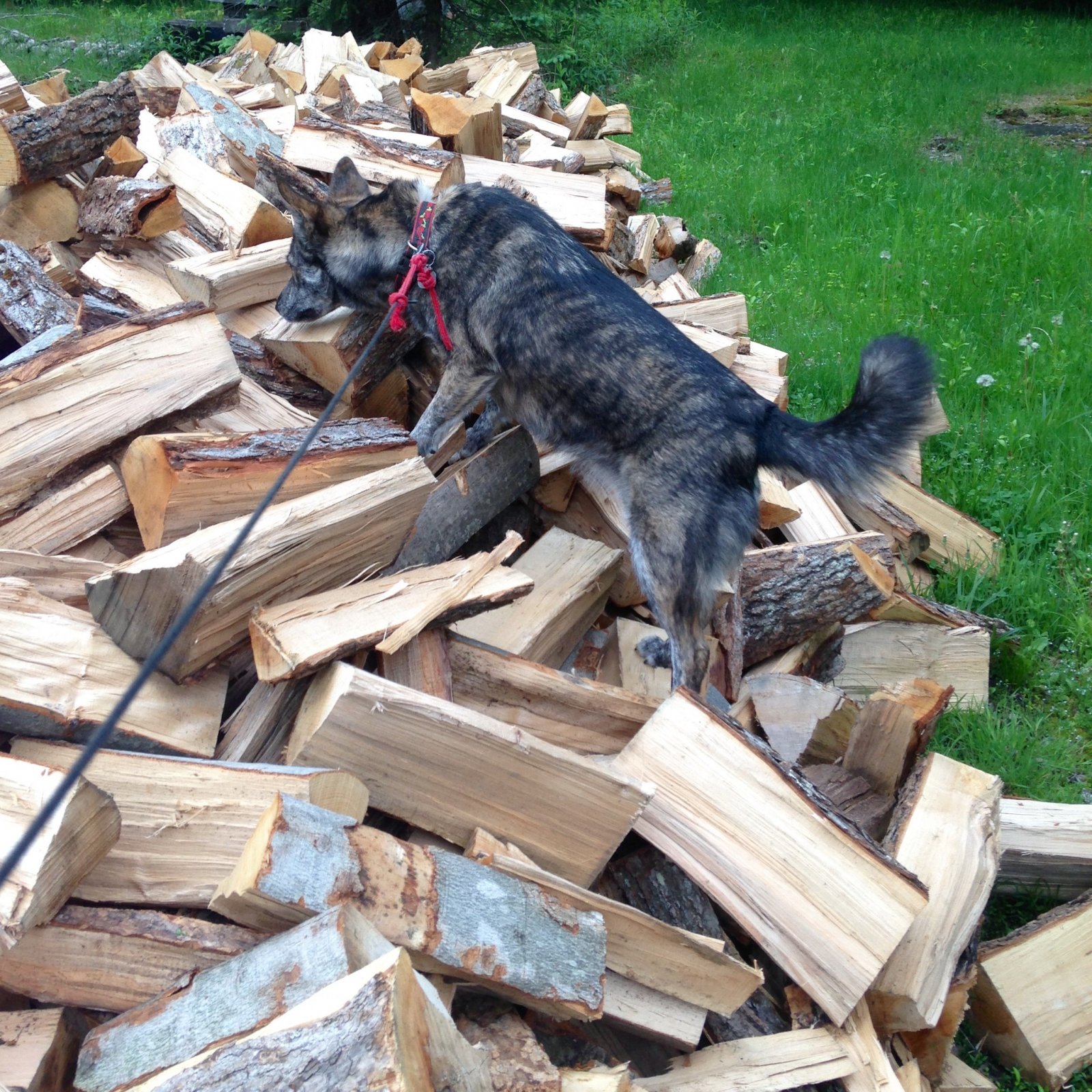 moira on the woodpile.jpg