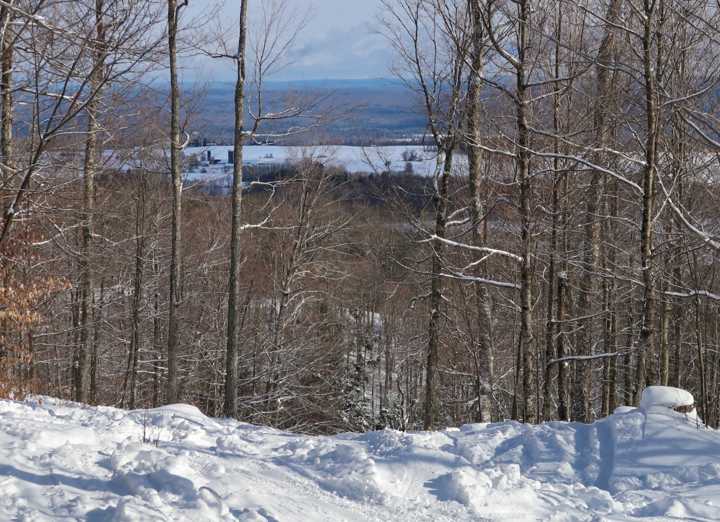 north-side-trees