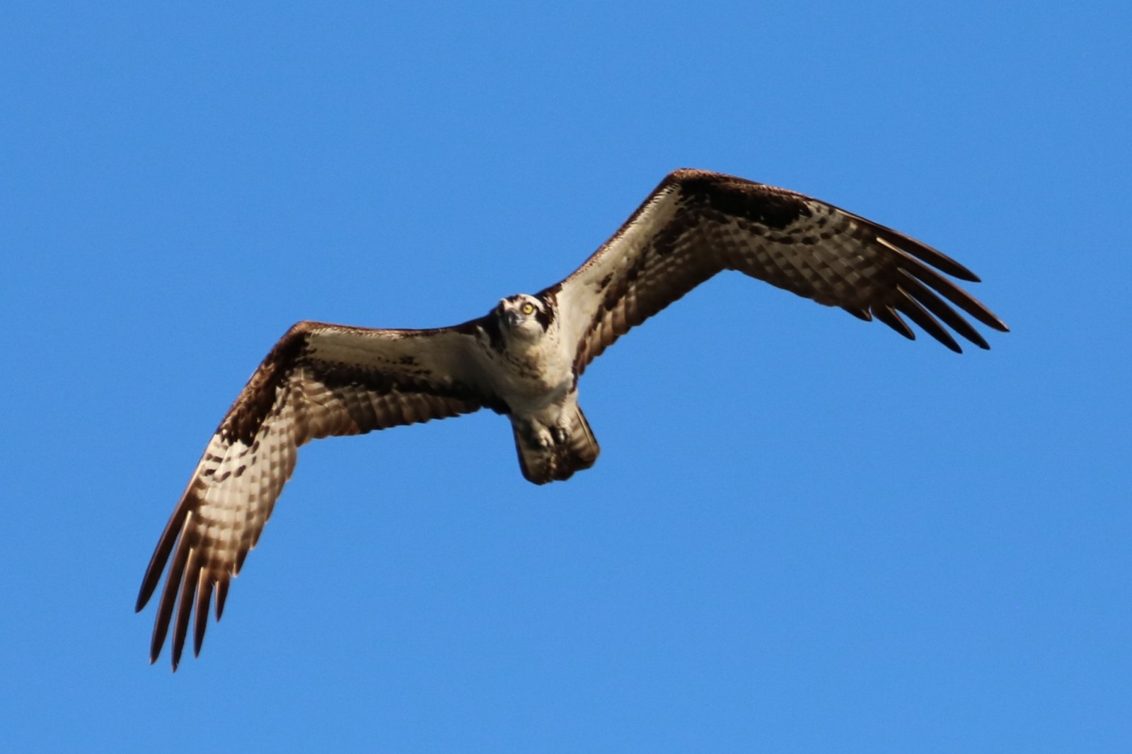 Osprey2.JPG