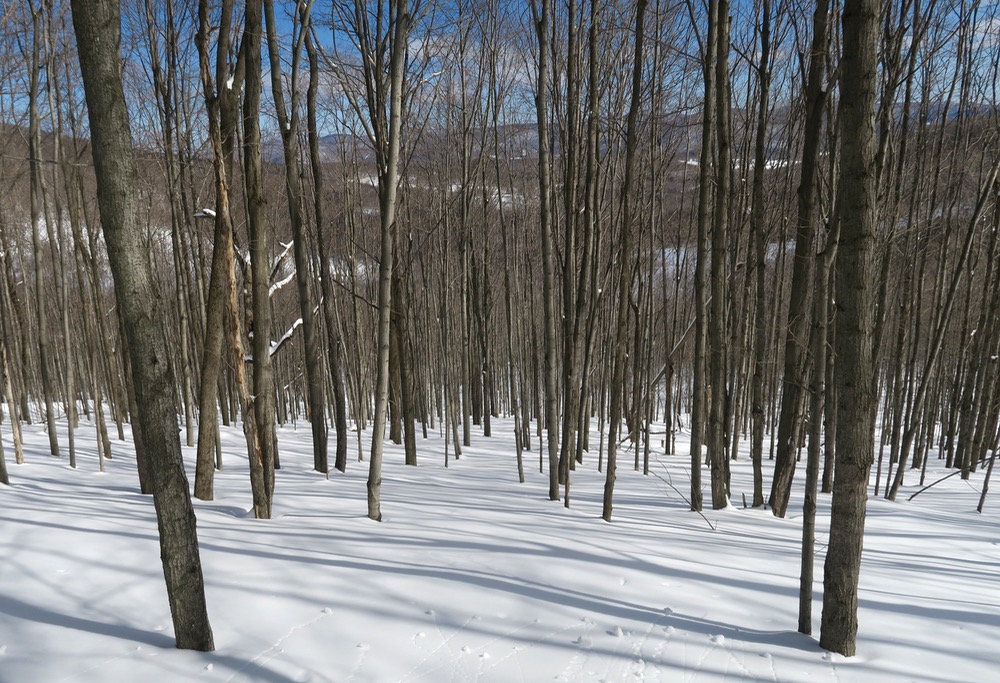 plattekill-trees.jpg