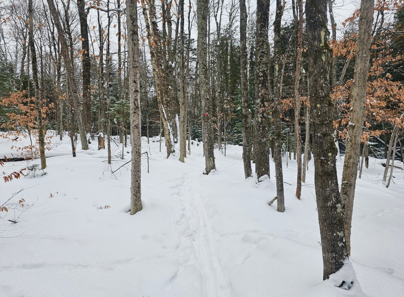 powder-turns - 1.jpeg