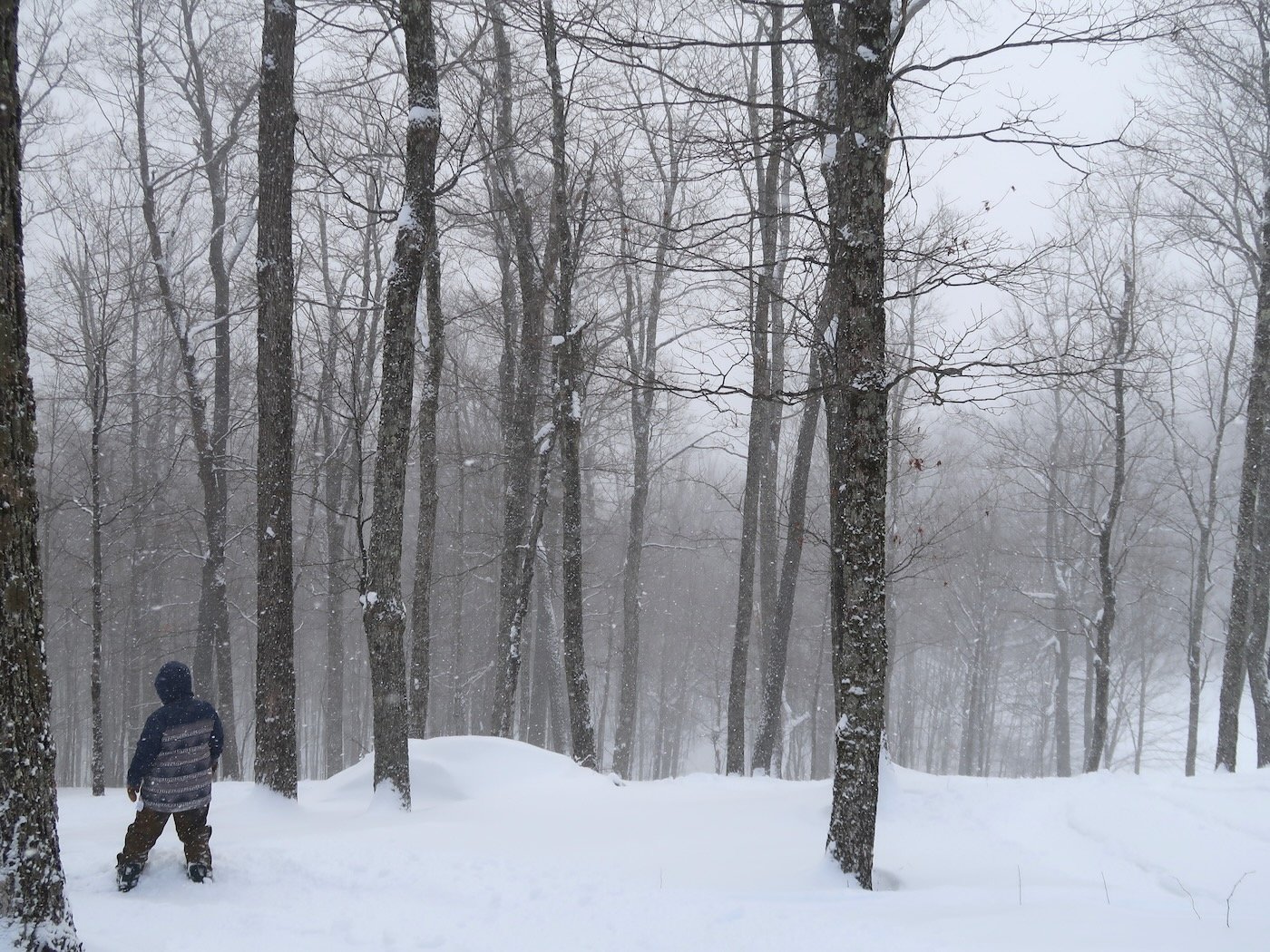 robert-in-the-trees - 1.jpeg