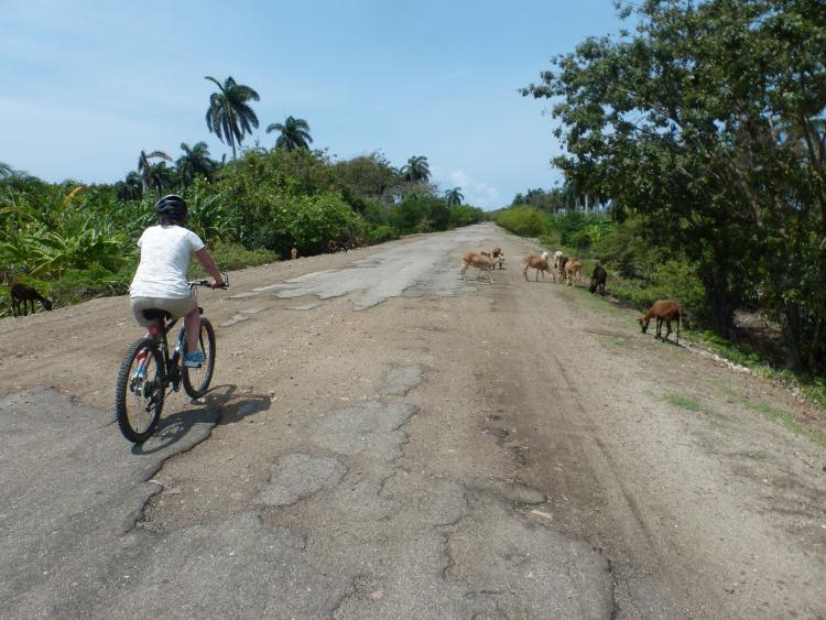 sheep_in_the_road.jpg