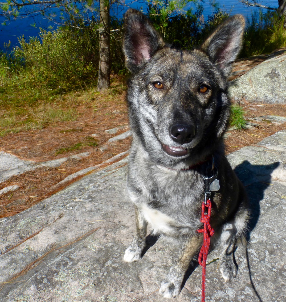 Smiling dog on a rock.jpg