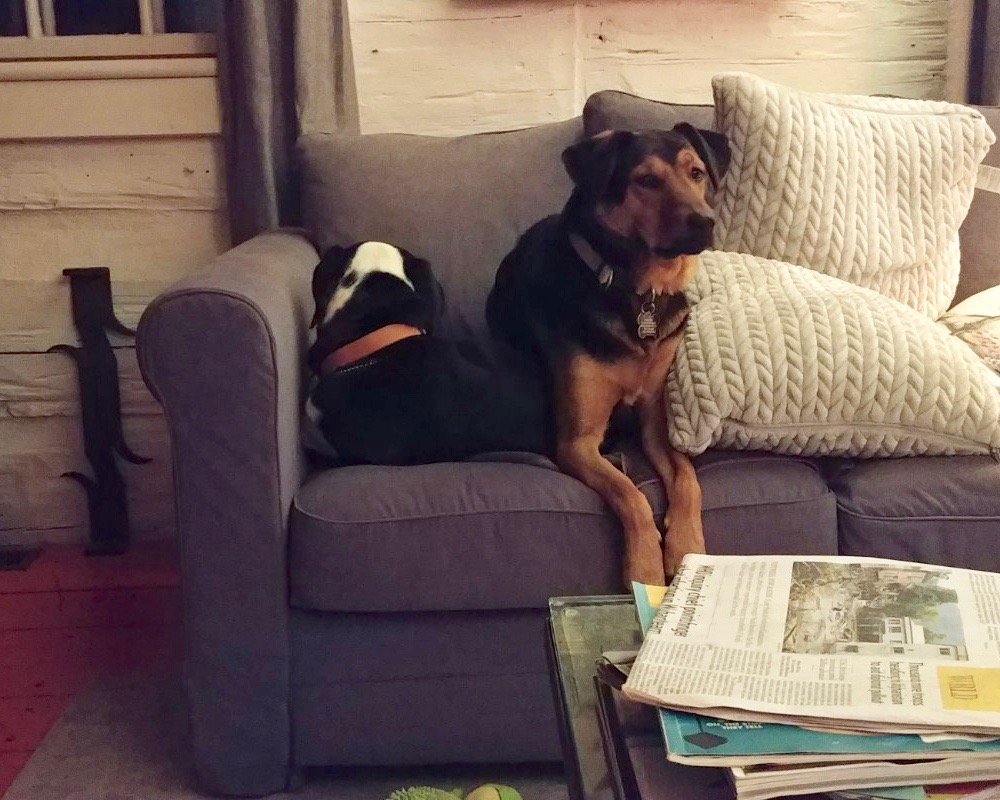 Sofa dawgs.jpg