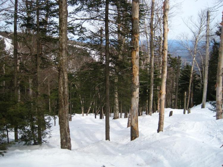 Straightbrook_Trees.jpg