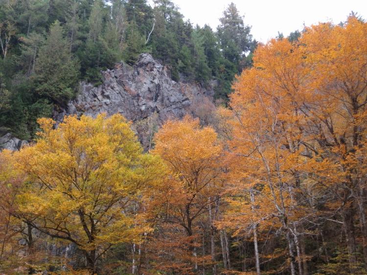 Trees-and-Cliff.jpg