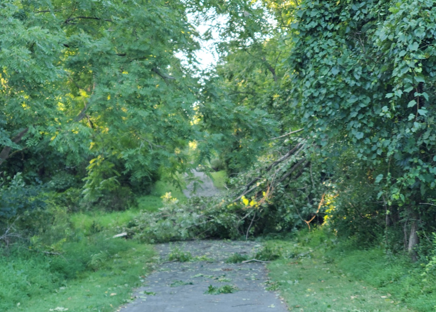 trees-down - 1.jpg