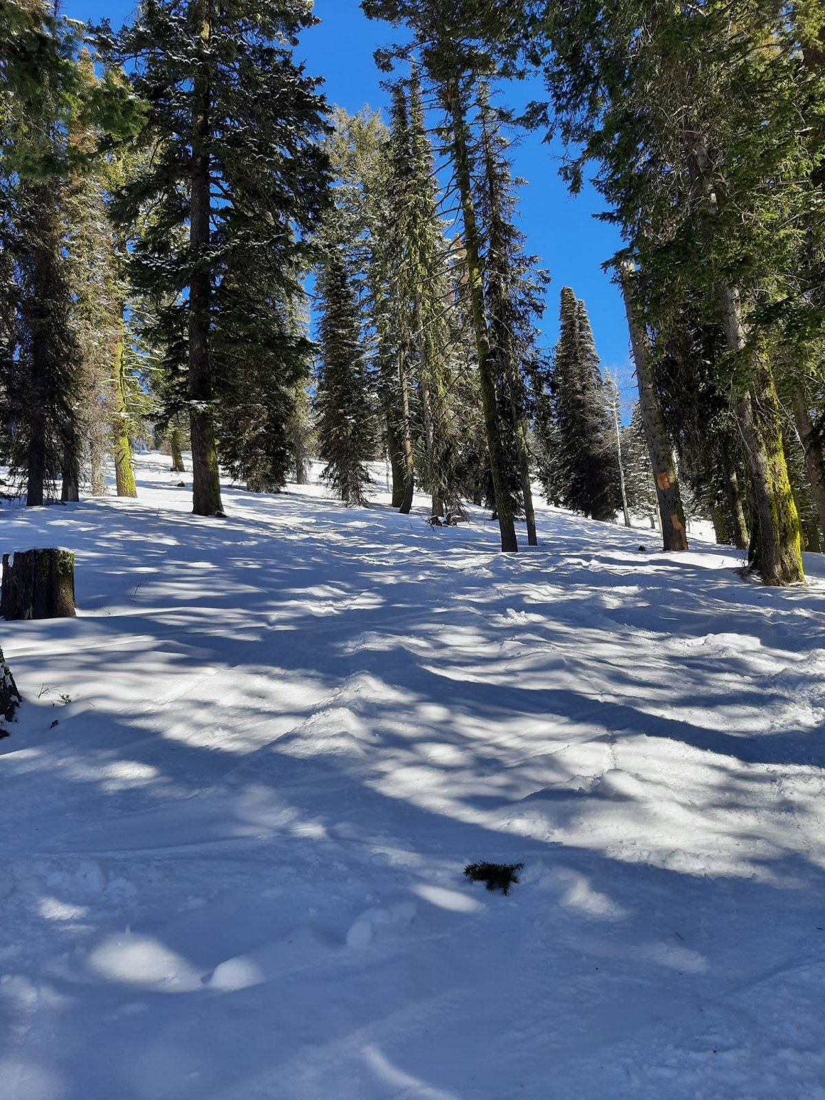 trees near quad.jpg