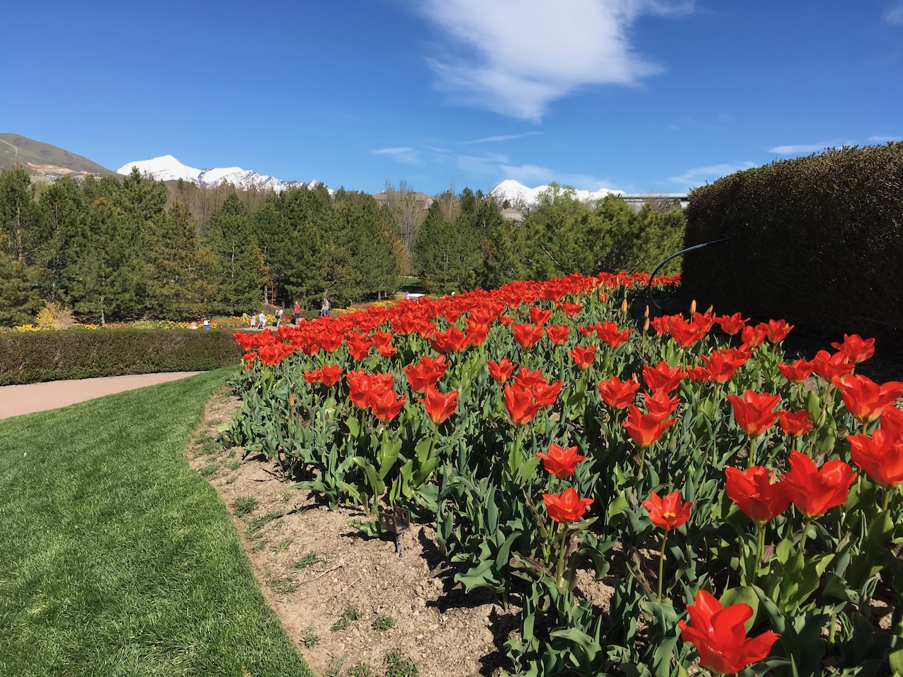 UT Thanksgiving Pt tulips 19Apr2019 - 1.jpeg