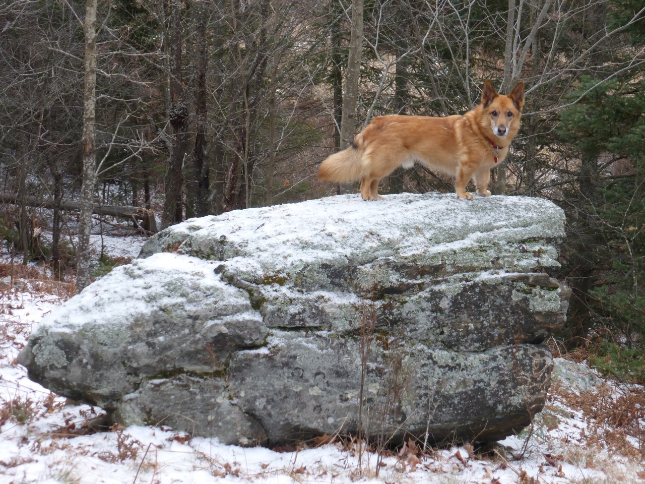 utah on his rock.jpg