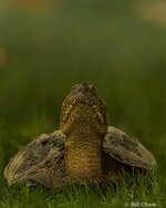 0C4A8792-DeNoiseAI-clear.jpg