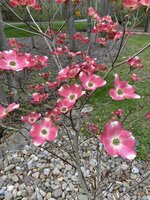 IMG_1147.jpeg