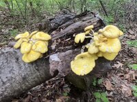 IMG_0037.jpeg