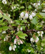 IMG_1251.jpeg