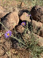 IMG_9896.jpeg