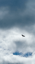 IMG_1253.gif