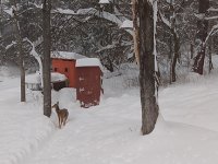 Deer in snow.jpg