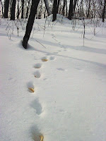Harvey Mountain cat tracks