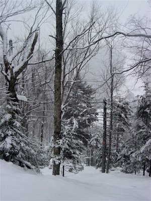 Chatiemac Tree Skiing