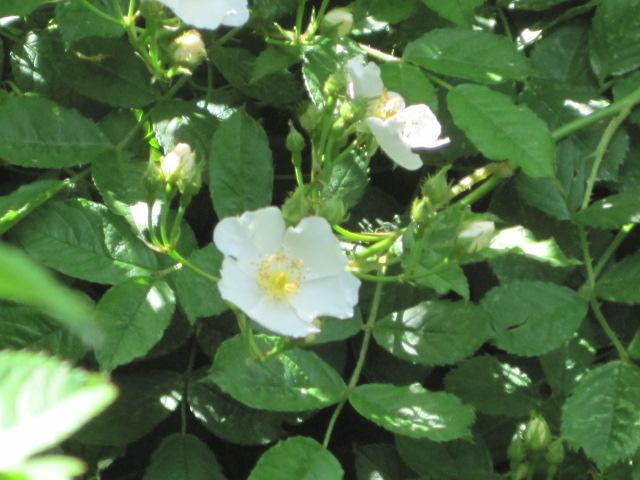 Wild Roses in NJ